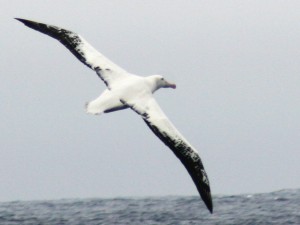 wandering albatros